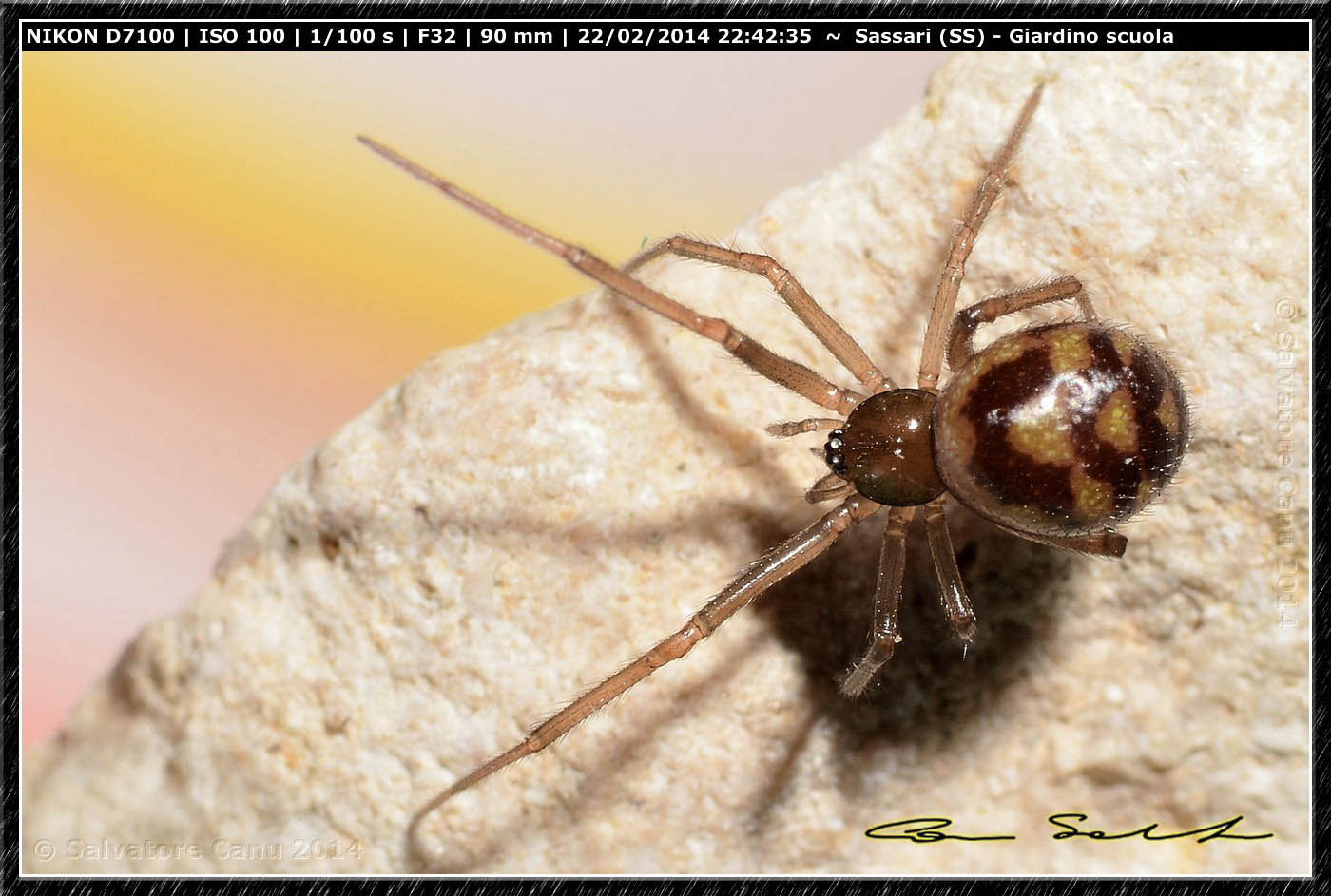 Steatoda grossa e Enoplognatha mandibularis - Sassari